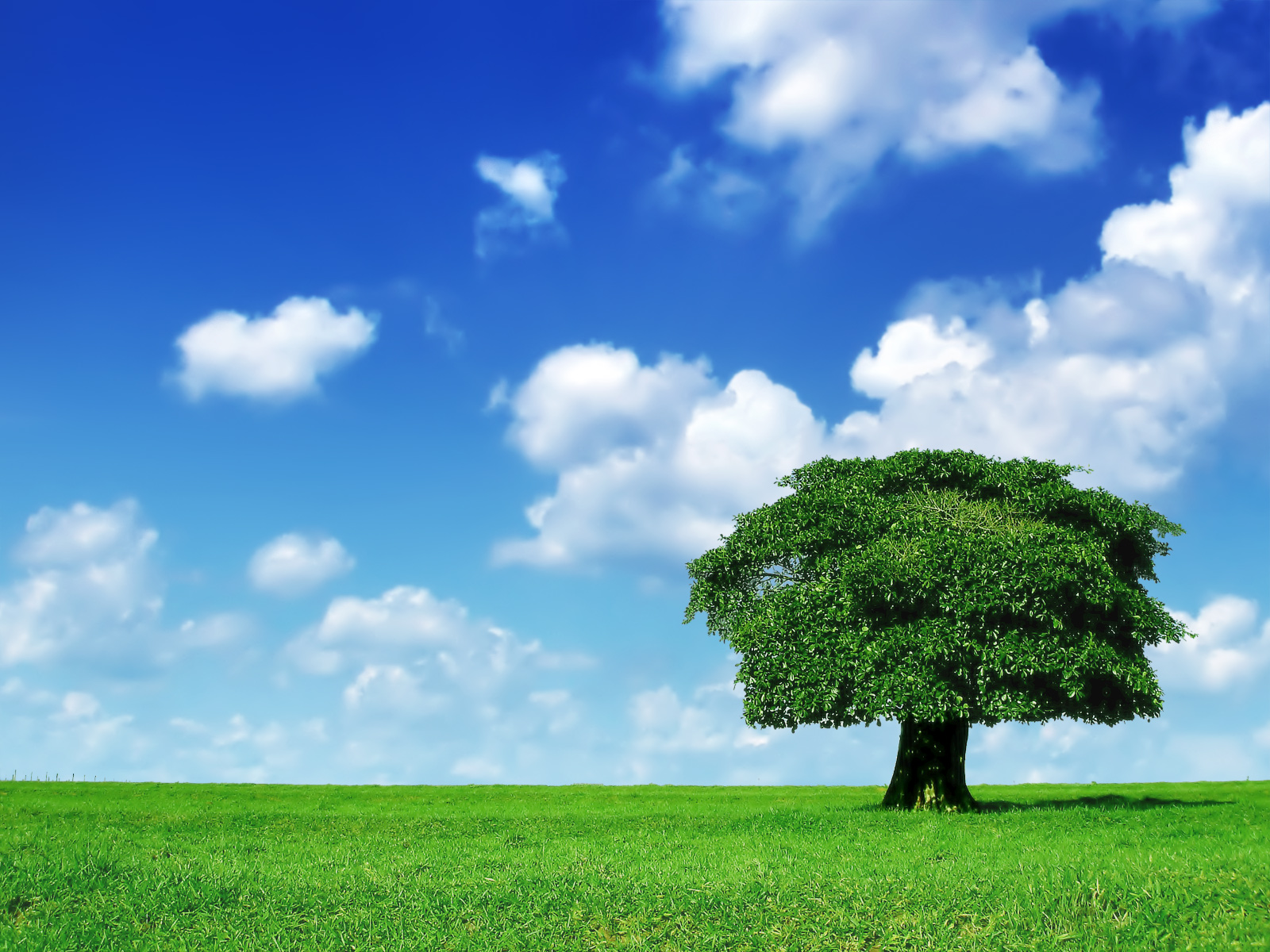 Natural Tree SolutionsCanmore Tree Care Services 4036881406 Natural Tree SolutionsCanmore Tree Care Services 4036881406
